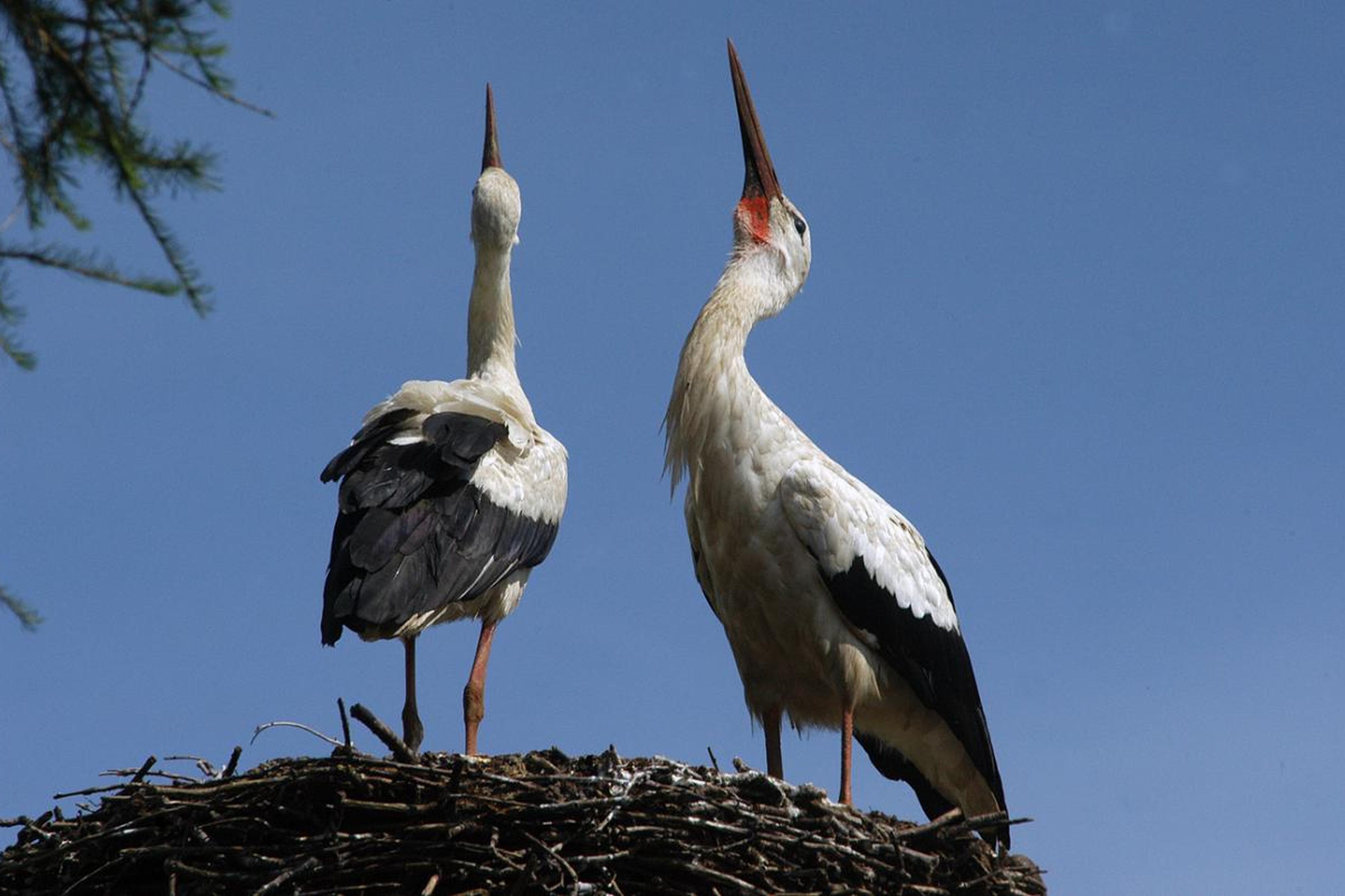 Storchenpaar bei der Begrüßung 