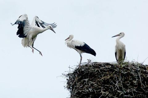 Jungstörche bei ersten Flugversuchen