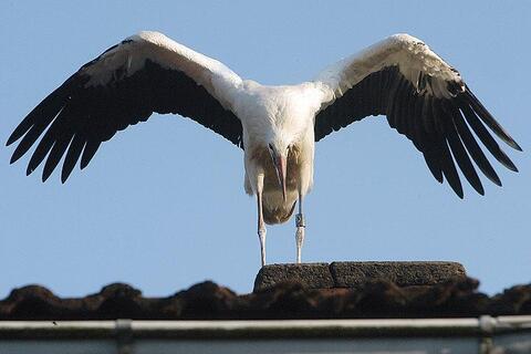 Storch auf Hausfirst