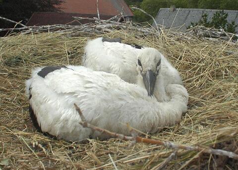 Storchenküken im Nest